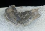 Cyphaspides Trilobite - Jorf, Morocco #2165-2